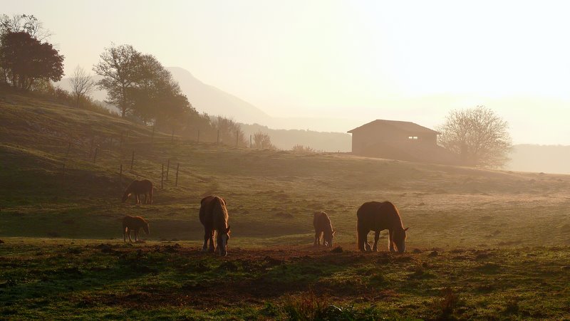 Animali al pascolo